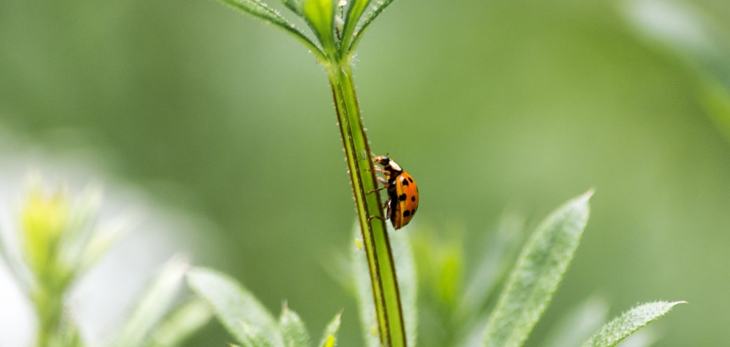 Webinar: IPDM Review of the Season - Ornamentals