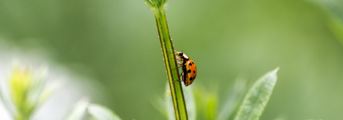ladybird-gd90ba6eb0_1920.jpg (1)