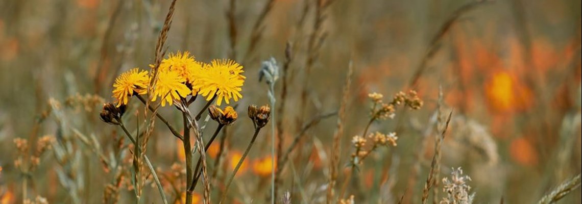 wildflowers.jpg