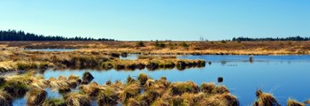 Defra consultation to establish what you think about our proposed measures to end the retail sale of peat in England and Wales.