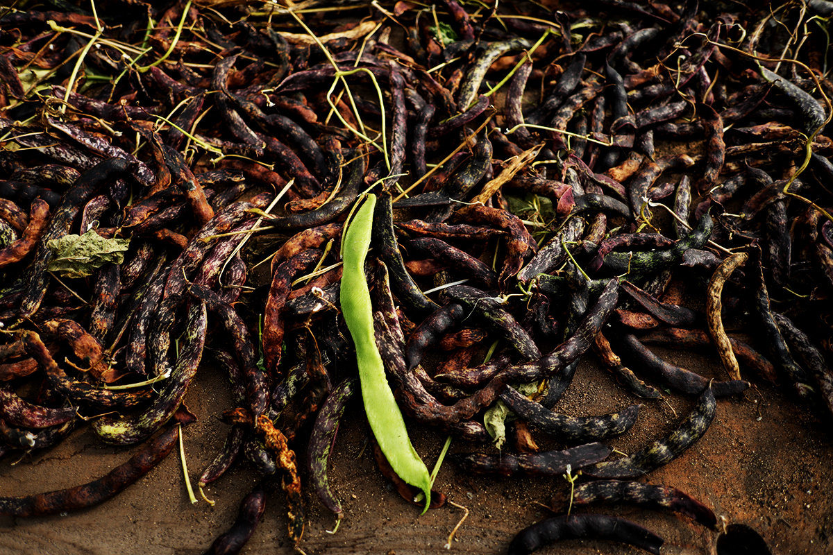 Intermediate Vegetable Seed Training Programme 2022