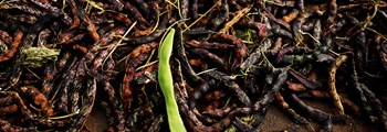 Intermediate Vegetable Seed Training Programme 2022