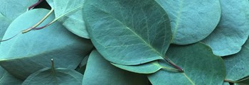 Foliage as a Horticultural opportunity - Study visit to Hardy Eucalyptus