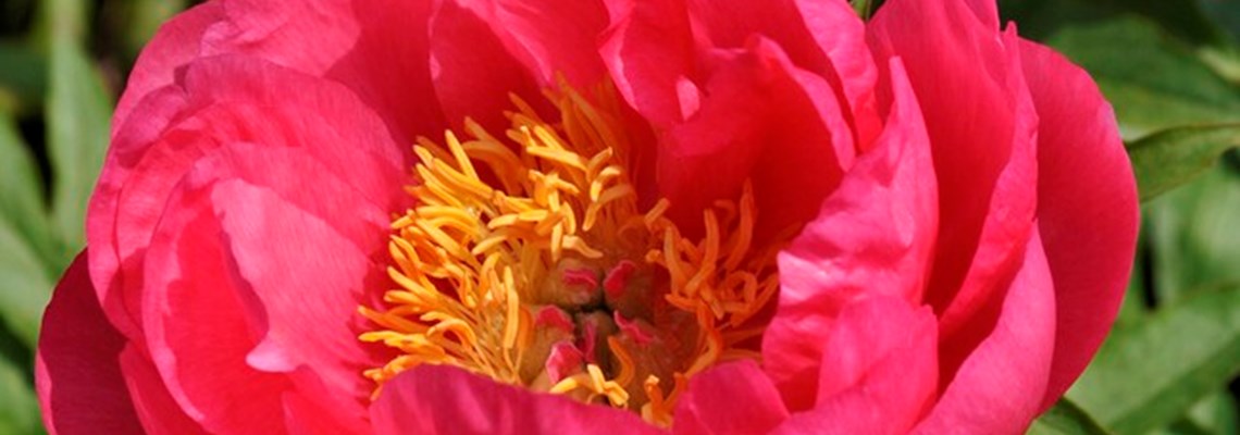 peony cytherea3.jpg