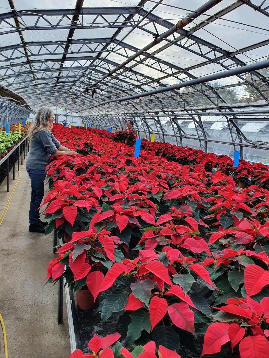 Cardiff grower increases Poinsettia production and sales to South Wales Garden Centres