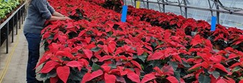 Tyfwr o Gaerdydd yn cynyddu cynhyrchiant a gwerthiant Poinsetia i Ganolfannau Garddio yn ne Cymru