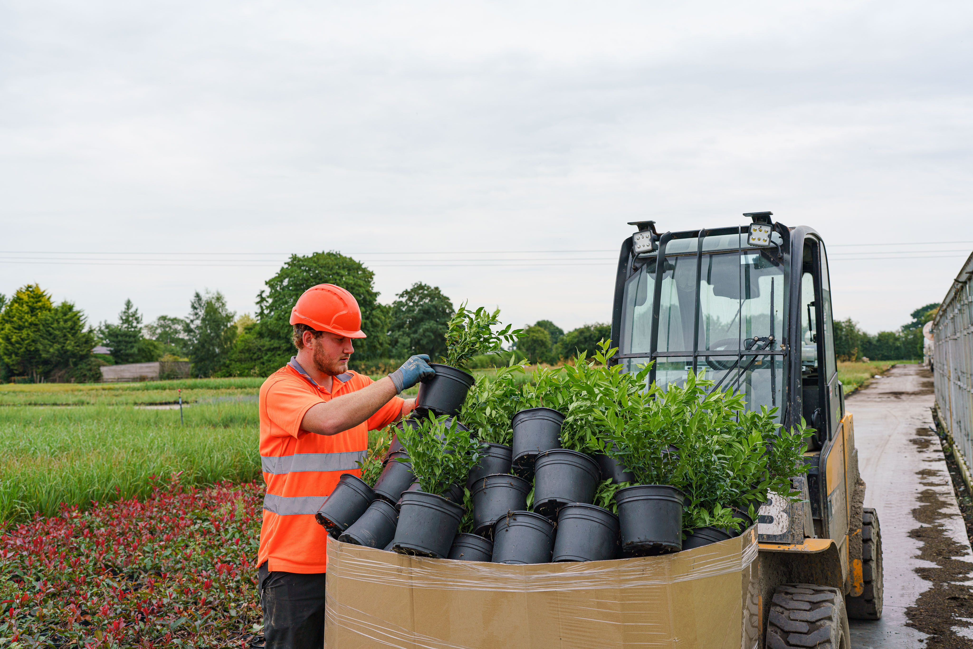Importing, Exporting and Moving plants, including Plant Passporting, in Wales and importing and exporting to countries in the European Union Example Guidance to finding information (November 2022)