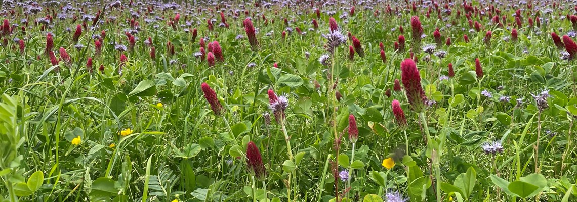 Flowering cover crops.JPEG (2)