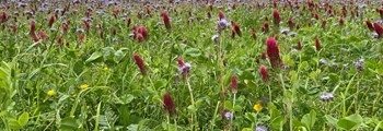Webinar: Green Manures and Cover Crops with Andy Dibben