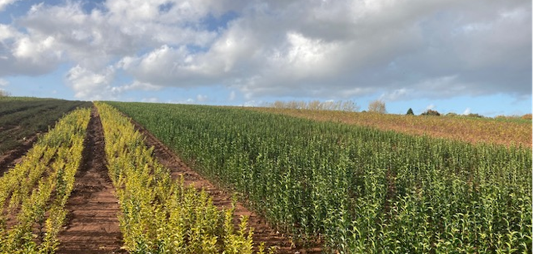 Tyfu Cymru visit to Wyevale Nurseries, Herefordshire