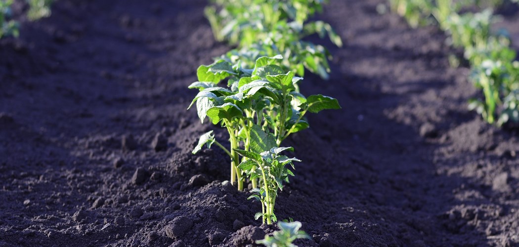Webinar: Nutrient Use Efficiency in Field Vegetables