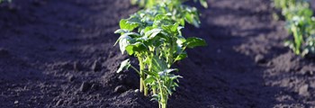 Nutrient Use Efficiency in Field Vegetables