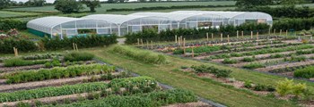 Year round vegetable production - How to achieve all year round production?