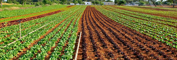 Weed control in field vegetable production: Integrated weed management options
