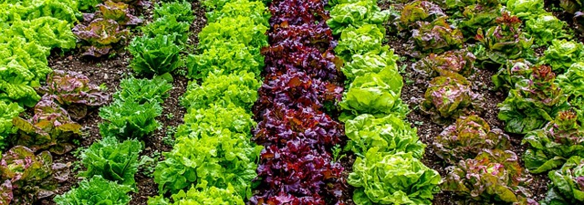 salad crops .jpg