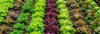 Webinar: Disease in salad crops - How to save losses 