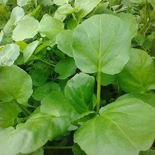 Welsh Watercress grown at Mountain Produce, Wrexham