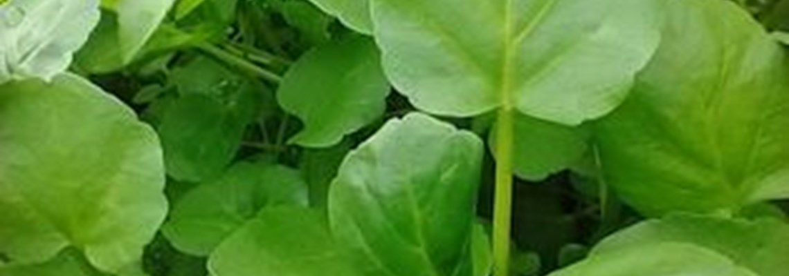 Watercress.jpg (1)