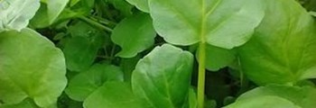 Why Grow Watercress? Understanding the health benefits