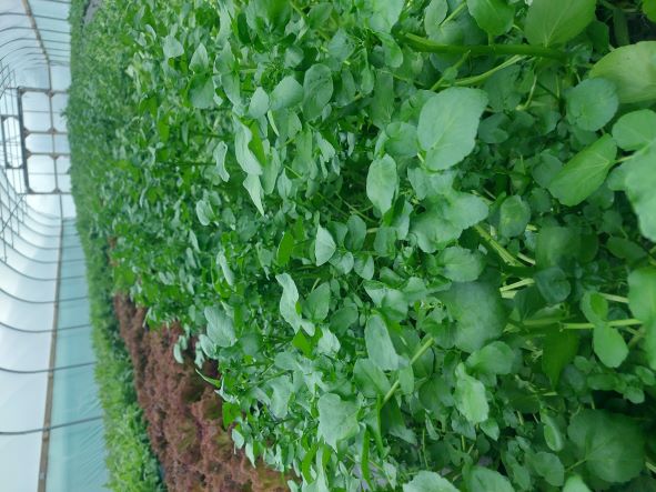 Welsh Watercress grown at Glebelands Market Garden, Cardigan