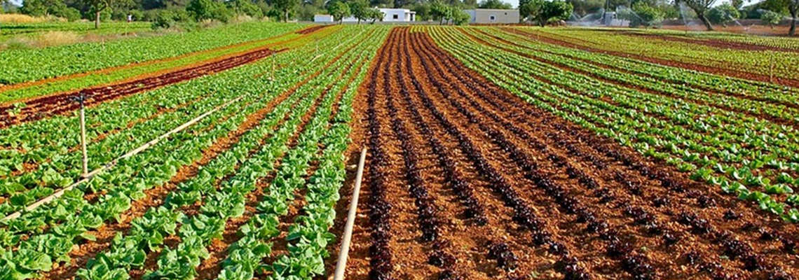 Feild scale crops banner .png (2)